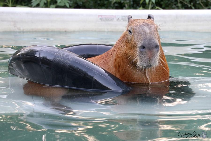 ./Capybara03.jpg 400x300