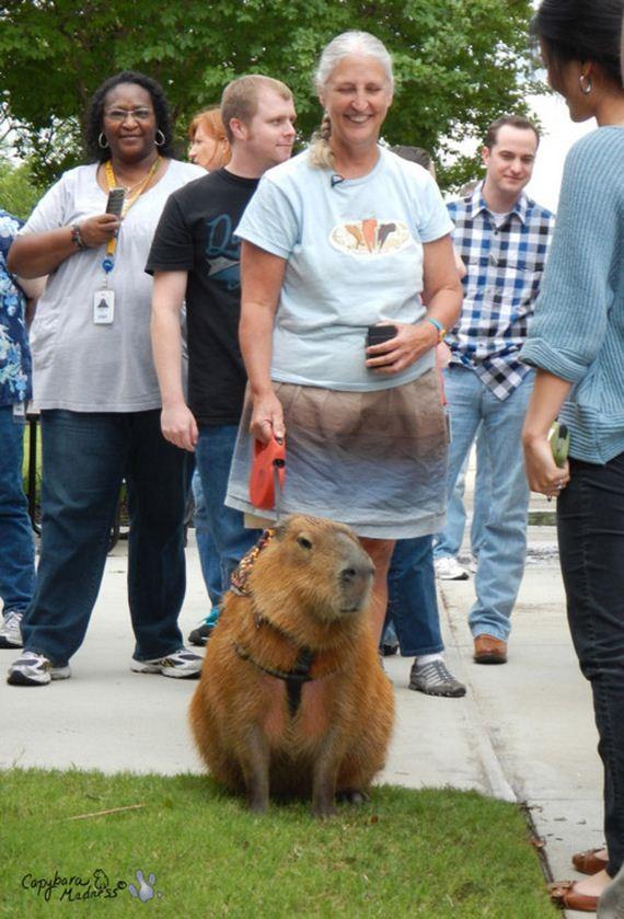 ./Capybara18.jpg 400x300