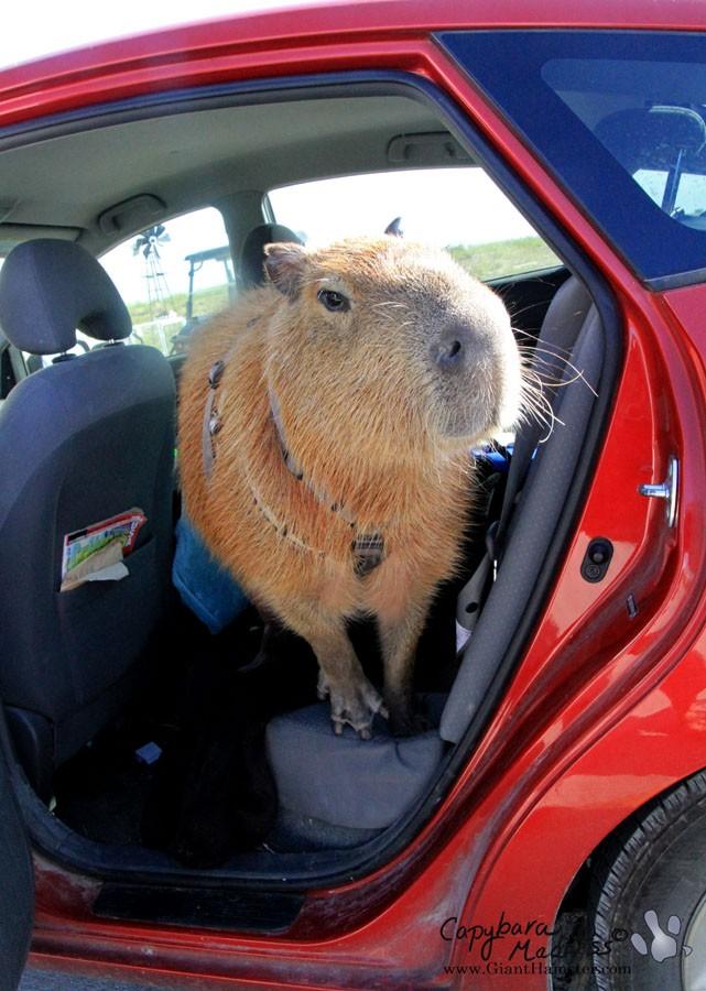 ./Capybara23.jpg 400x300